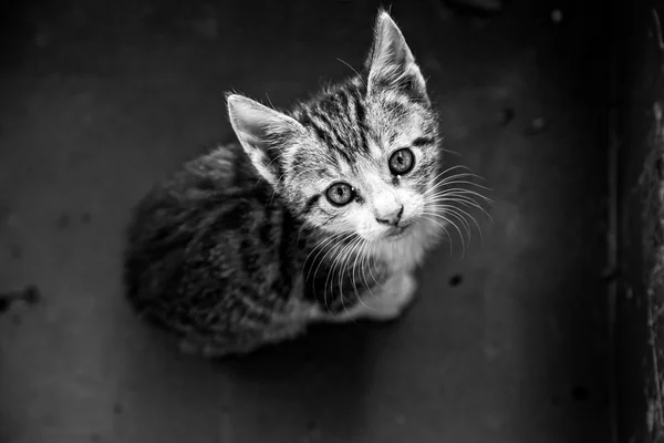 Jeune chat en boîte — Photo
