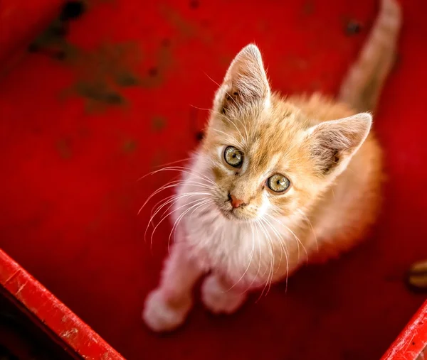 ボックスで若い猫 — ストック写真