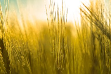 bir alanda güzel bitki