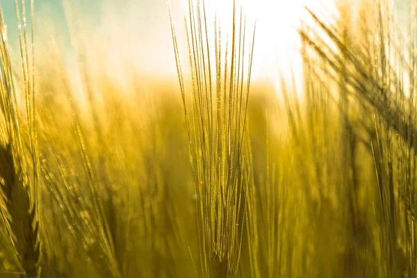 Belle piante in un campo — Foto Stock