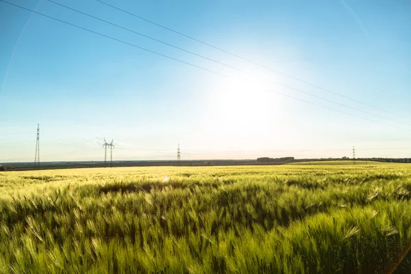 Belle piante in un campo — Foto Stock