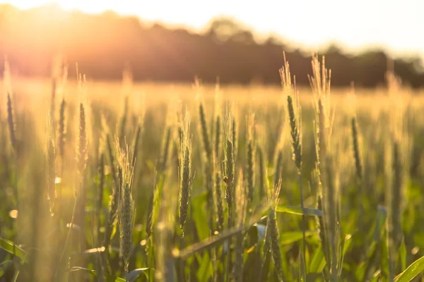 Belle piante in un campo — Foto Stock