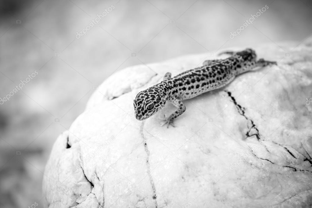 Leopard Gecko lizard on rocks