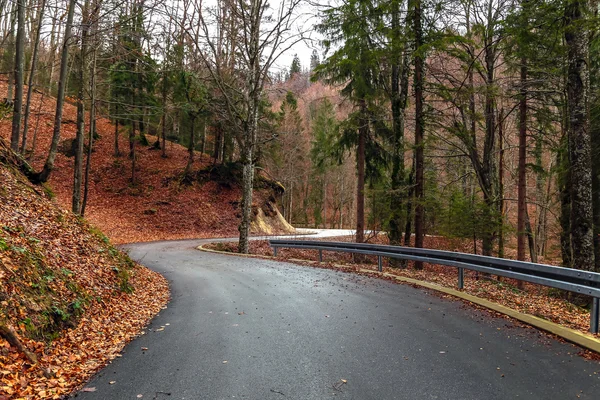 Road in the forest — Stock Photo, Image