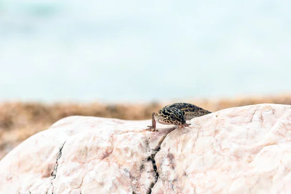 Lagarto leopardo Gecko sobre rocas —  Fotos de Stock