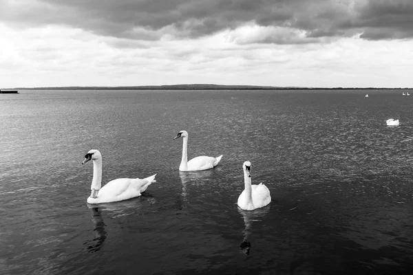 Swan simning på sjön — Stockfoto