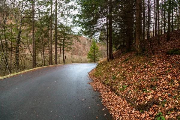 Road in the forest — Stock Photo, Image