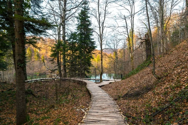 Estrada na floresta — Fotografia de Stock