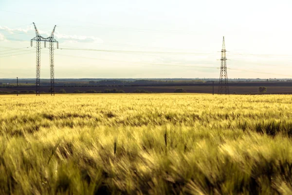 Belle piante in un campo — Foto Stock