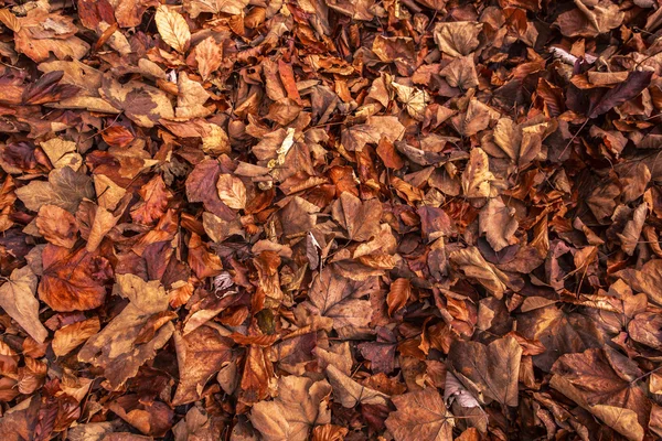 Leaf in the forest — Stock Photo, Image