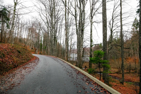 Road in the forest — Stock Photo, Image