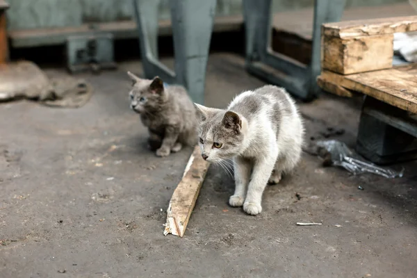Sale chat de rue assis dans l'usine — Photo