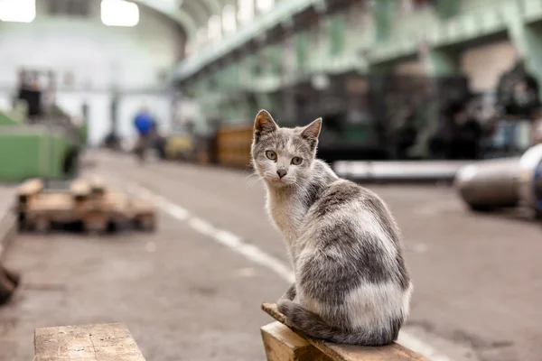 Dirty street cat sitting in factory