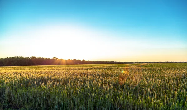 Beautiful plants in a field — Stock Photo, Image