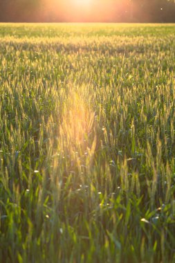 bir alanda güzel bitki