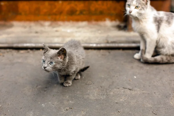 Sale chat de rue assis dans l'usine — Photo