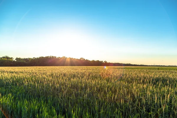 Belle piante in un campo — Foto Stock