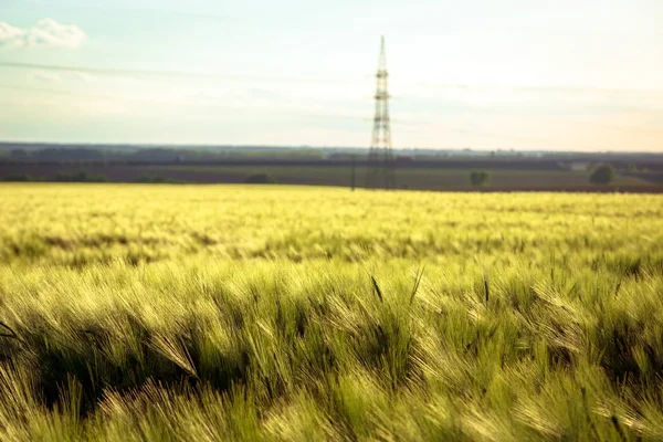 Beautiful plants in a field — Stock Photo, Image