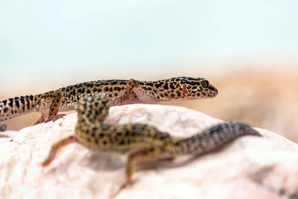 Leopard Gecko lizard on rocks — Stock Photo, Image