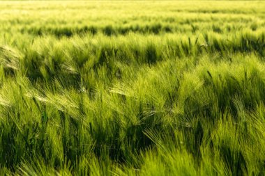 bir alanda güzel bitki