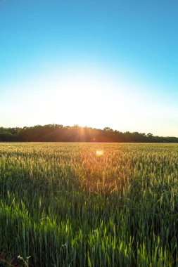 bir alanda güzel bitki