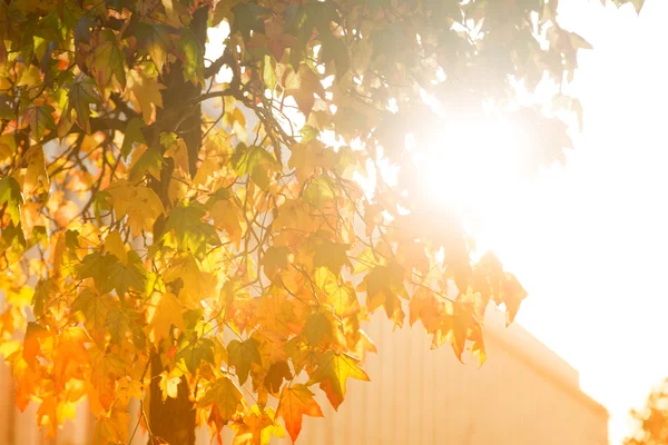 Jasny sunburst przez drzewo liściaste — Zdjęcie stockowe
