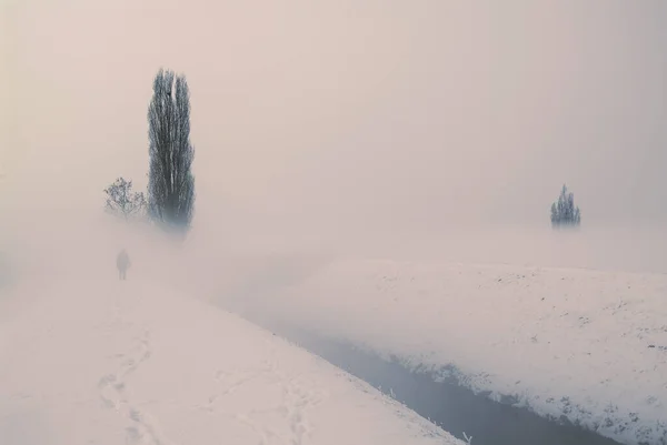 Paisagem nevada com álamo preto árvores na paisagem veneziana — Fotografia de Stock