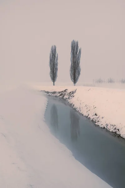 Padana planície, paisagem nevada com árvores de álamo preto — Fotografia de Stock