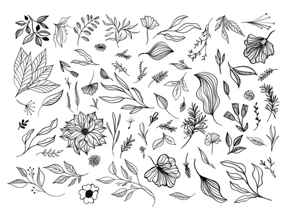 Definir Floral Flor Abstrata Isolado Branco Vector Mão Desenhar Folhas —  Vetores de Stock
