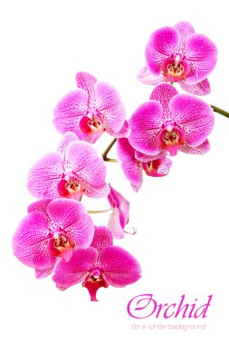 Orchid on a white background clipart