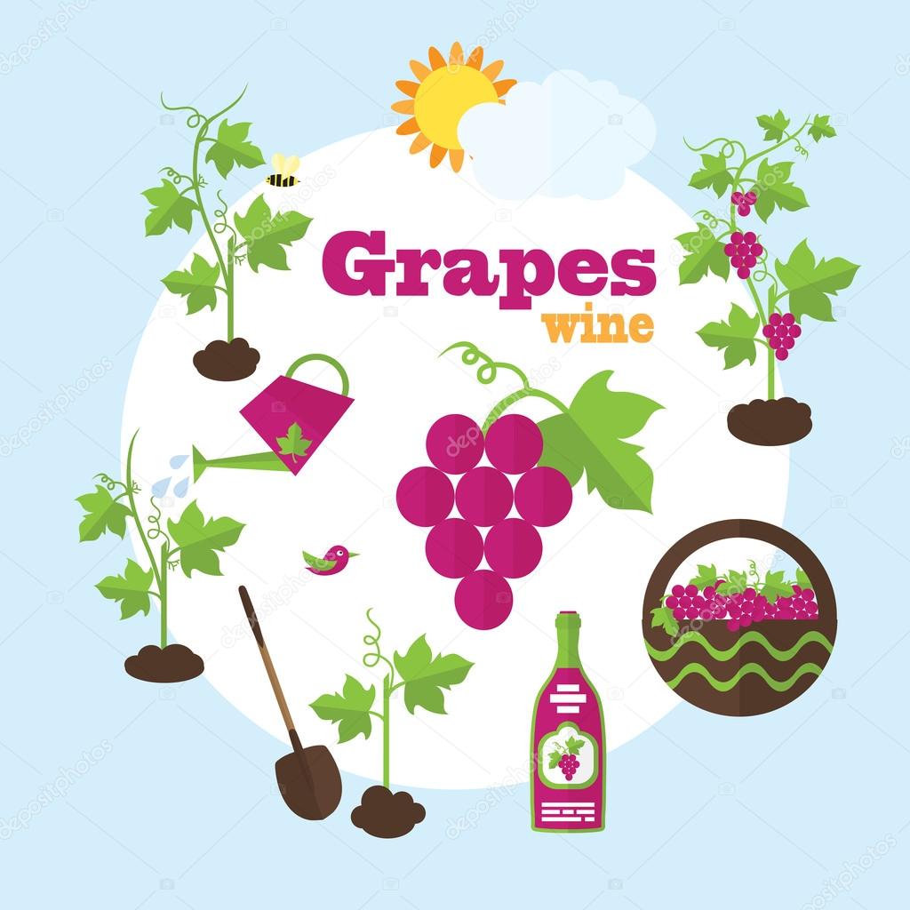 Vector garden illustration in flat style. Planting grapes, harve