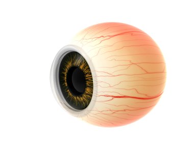 İnsan gözü diseksiyon anatomisi