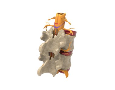 insan omurga ayrıntıları