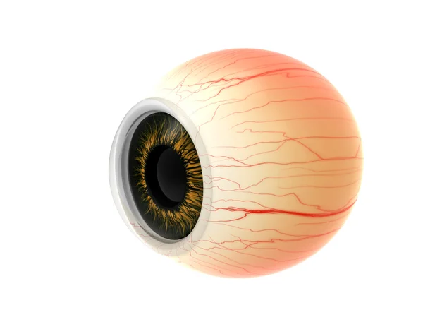 Анатомия рассечения глаз человека — стоковое фото