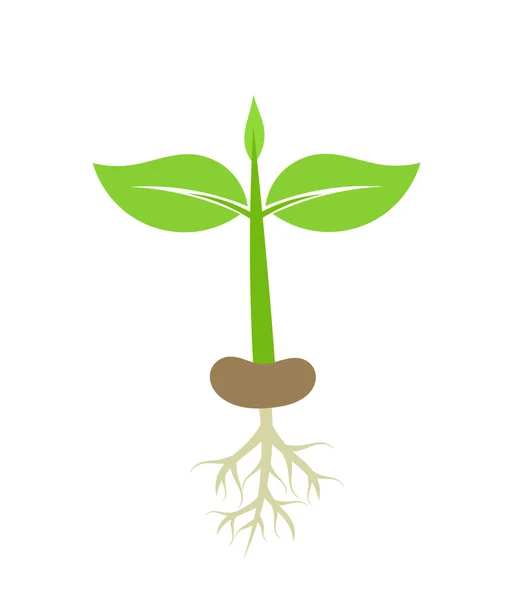 Plant seedling with roots — Stock Vector