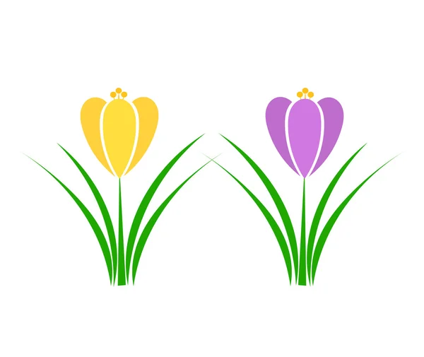 Spring Crocus flowers — Stock Vector