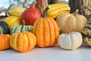 kabaklar ve squashes