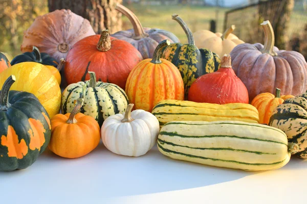 Pumpkins and squashes — Stock Photo, Image