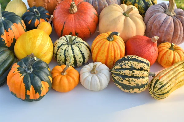 Pumpkins and squashes — Stock Photo, Image