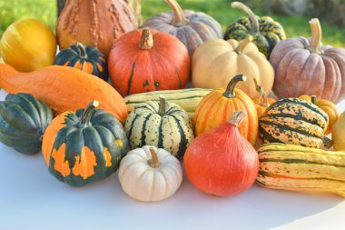 squashes ve kabaklar