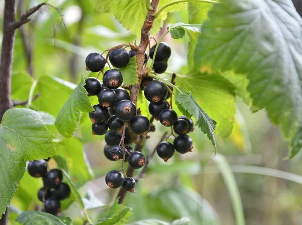 Zwarte bessen vruchten — Stockfoto