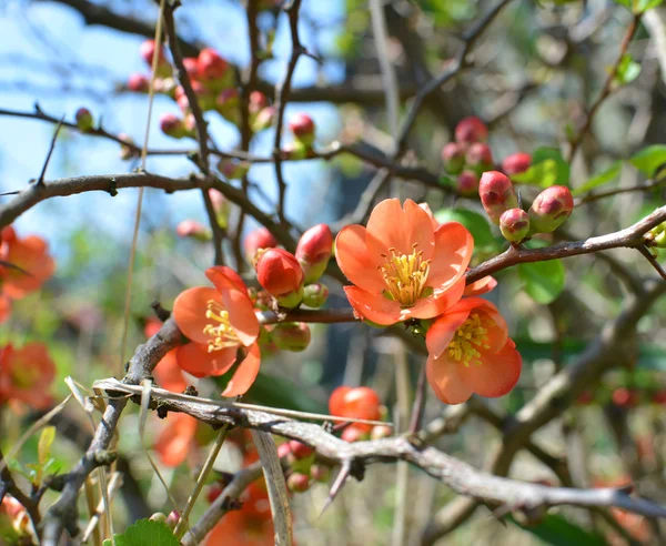 Kırmızı Chaenomeles çiçekler — Stok fotoğraf