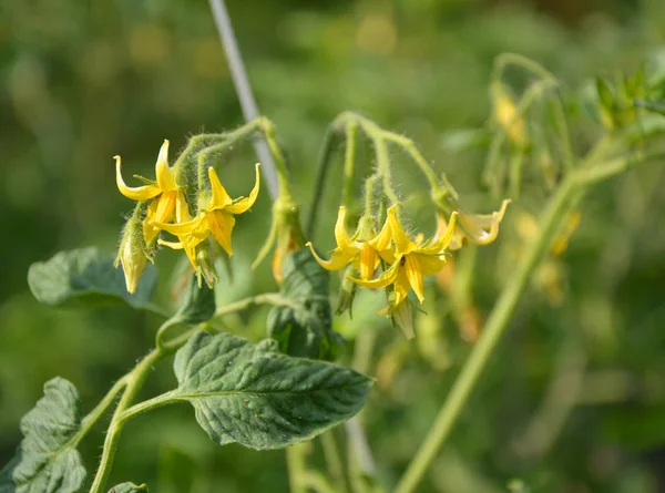 Flores de tomate em planta — Fotografia de Stock