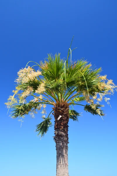 푸른 하늘에 있는 야자나무 — 스톡 사진