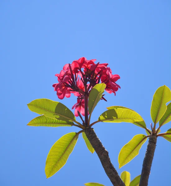 Frangipani-Pflaumenpflanze — Stockfoto