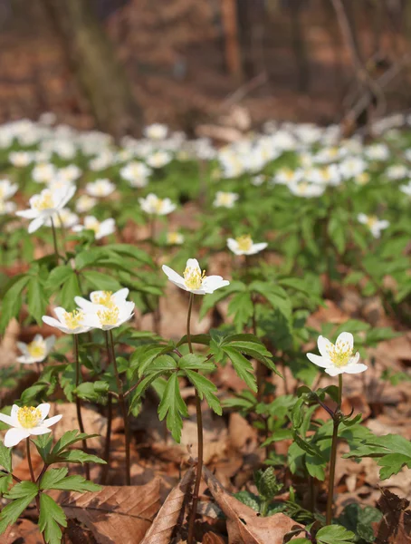 Fleurs blanches d'anémone nemorosa — Photo