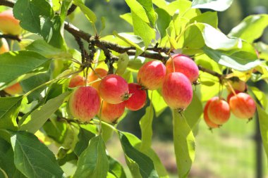 Elma meyveleriyle dolu yaban elması ağacı. Malus Baccata, Dolgo çeşidi..