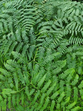 Yeşil eğreltiotu ormanları terk eder. Yaz bereketli yaprakları.