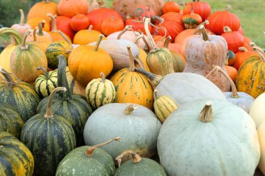 Bahçede kabak ve kabak koleksiyonu var. Sonbahar arkaplanı.