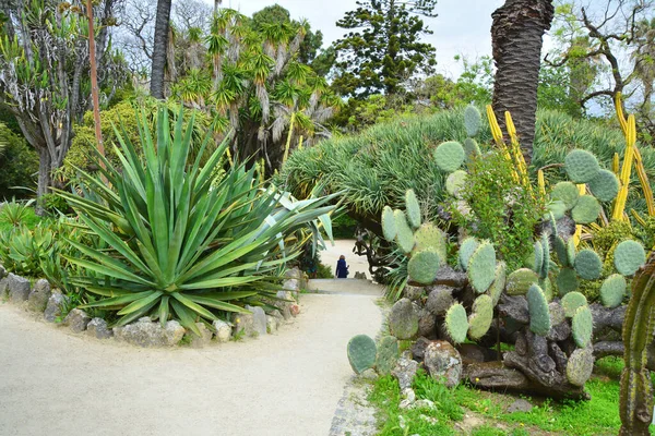 포르투갈 리스본의 식물원에 식물들 선인장 — 스톡 사진